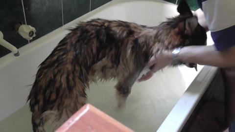 Husky Wolf gets first bath, I get soaked (part 2 of 2)