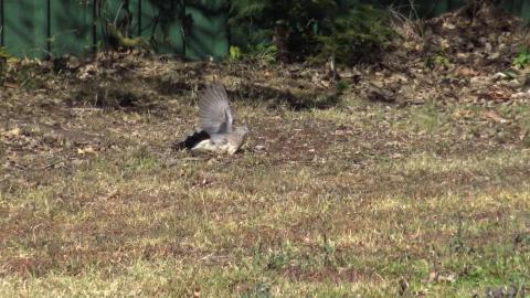 Husky loves her pool after a walk