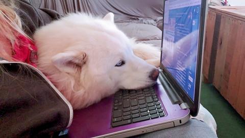 Husky Thinks She's A Cat Lays On Lap LapTop