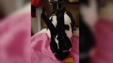 Bunny Cam: Watch Bunny Eat While Listening to The Classic...