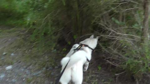 Malamute got his feet wet, encouraged by a water Husky