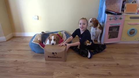 Surprising Beagle Dogs with Toys and Treats from Busterbo...