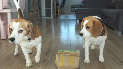 Leaving My Beagle Dogs Alone with McDonald's Burgers for ...