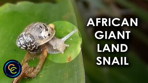 Young African Giant Land Snail does acrobatic stunt