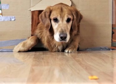 Golden Retriever Dogs React To The Fit Through Hole Chall...