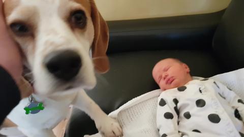 Silly dogs trying to help with taking care of a newborn b...