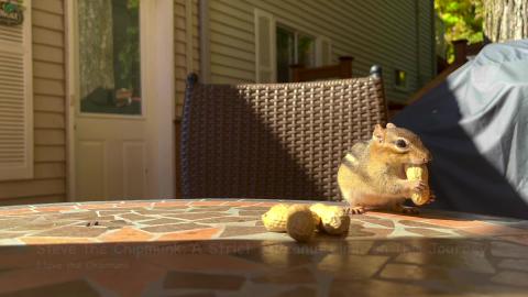 Steve the Chipmunk: A Strict 3-Peanut Limit on This Journ...