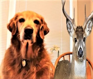 Golden Retriever Dog Watches Beautiful Deer Cross The Roa...
