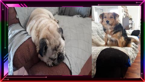 Remi Looks For Buster Under The Covers On The Couch