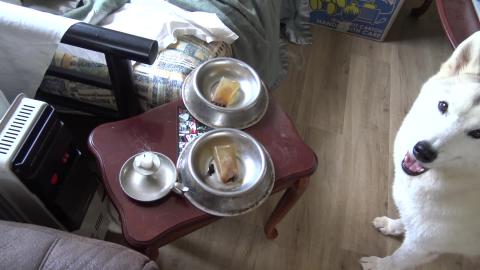 Home made ice-blocks for hot Husky's