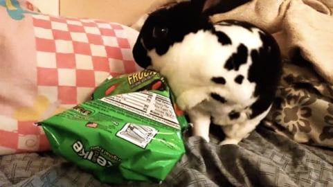 Bunny Steals Mike & Ikes From Human | The Mike & Ike Saga...