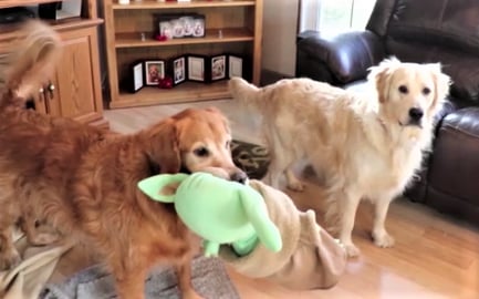 Dogs Are Happy Dad Is Home From Work!