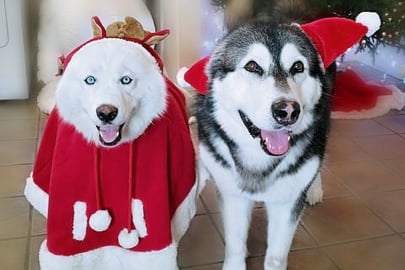My Husky Goes For A Swim On Christmas Eve While Making A ...