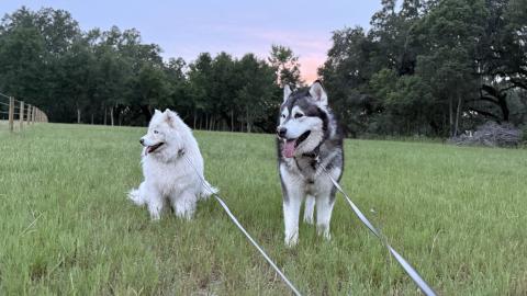 We Bought A Ranch Malamute and Husky Love The Ranch Life!...