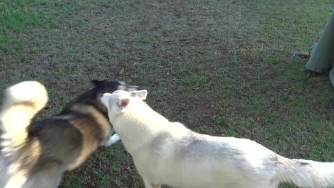 Malamute & Husky enjoy perfect weather