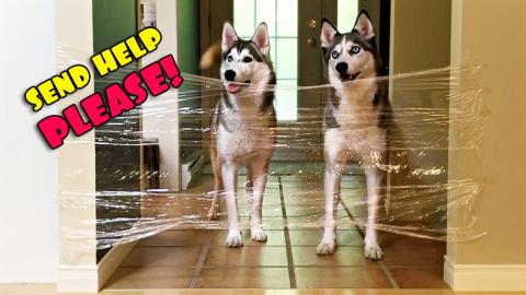 My Dogs Reaction To The Invisible Challenge | Funny Dogs ...