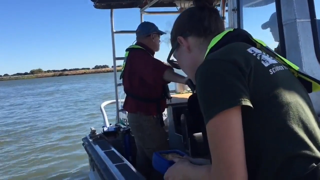 California on alert for toxic algae blooms that can kill dogs