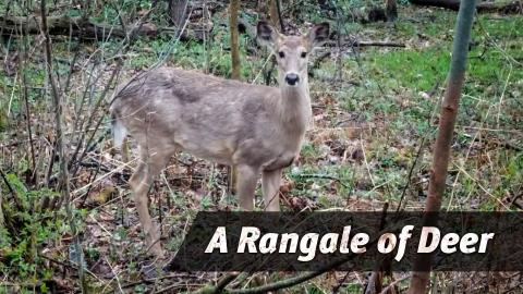 A Rangale of Deer