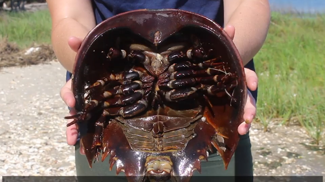 How to flip stranded horseshoe crabs and save their lives | Hilton Head ...