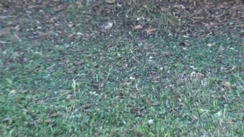 Pretty Wrens are back, and magpie friend comes over
