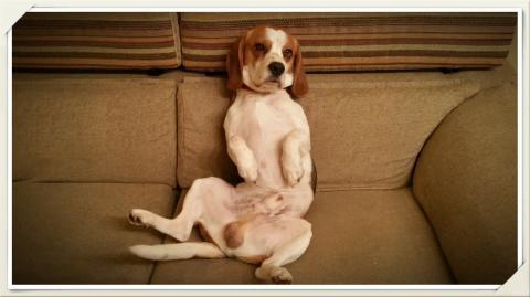 How to Trim Dog Nails Without Drama- Funny 