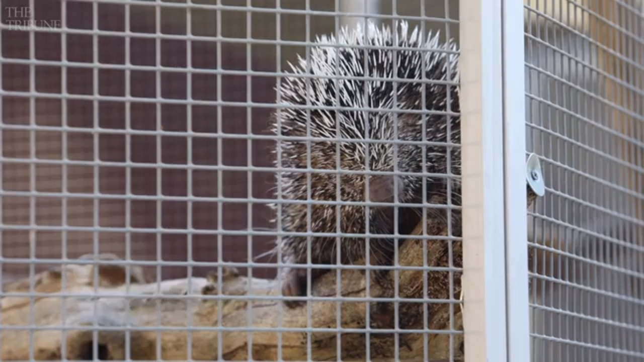 Red Flanked Duiker Born at Local Zoo • Atascadero News