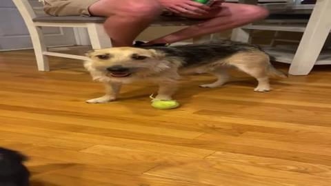 Chip and Teddy come to visit!
