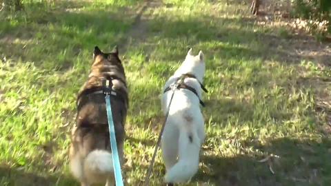 Park full of huskies to play with