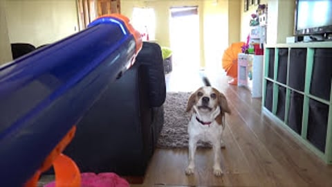 fun with Nerf Gun For Dogs