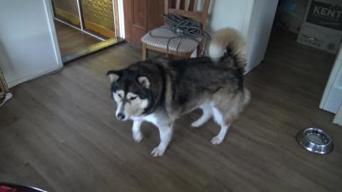 Husky's get revenge on Jaws