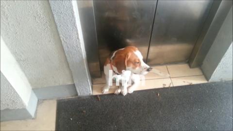Cute Puppy Trained to Use the Elevator 