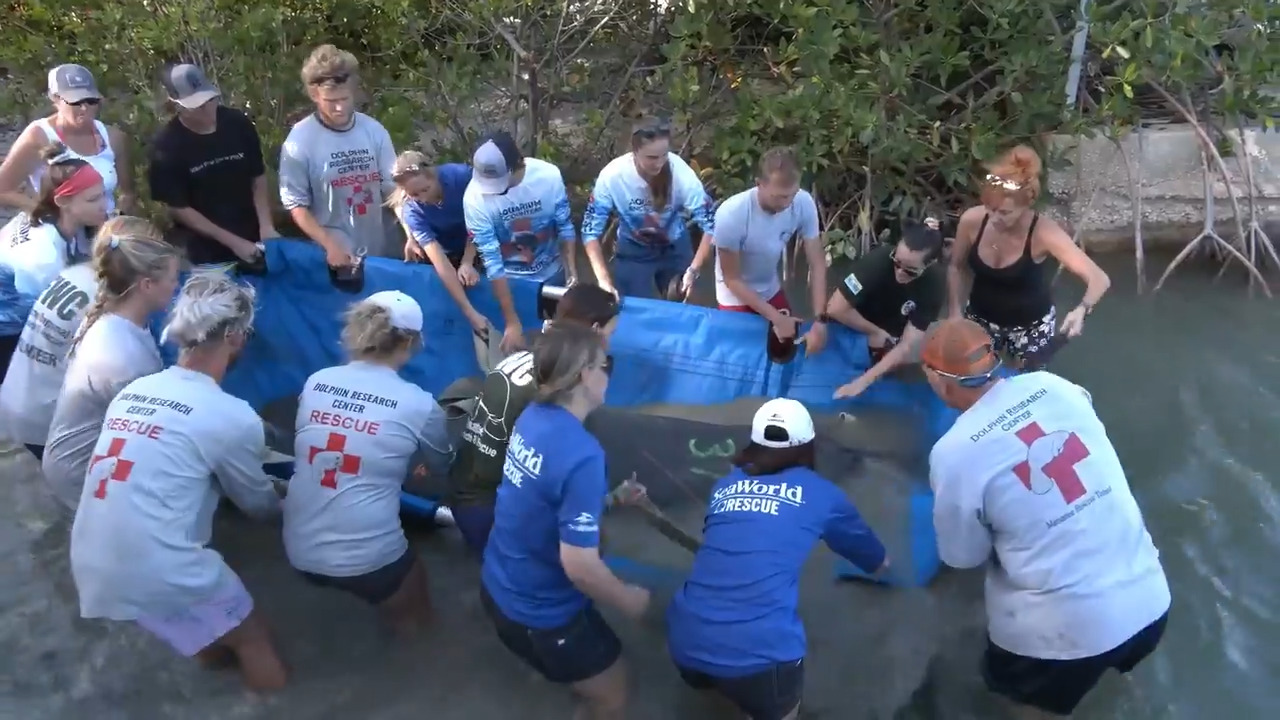 Manatees released in the Florida Keys after rehabilitated | Miami Herald