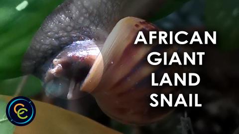 African giant land snail hanging under a dumb cane plant ...