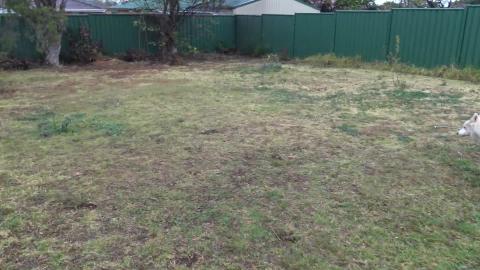Husky & Malamute get down & dirty