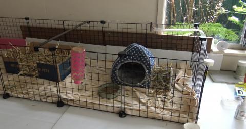 Husky waiting for my lunch & Guinea Pigs working