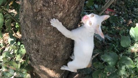 IF I SAY MY CAT TIMMY CLIMB A TREE ?? WANT TO SEE WATCH F...