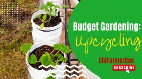 Upcylcing | Recycling in the Garden | Budget Gardening | ...