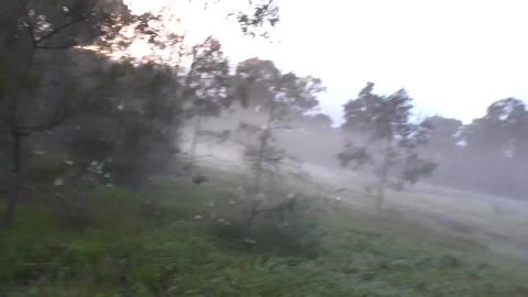 Malamute & husky on a fog filled walk
