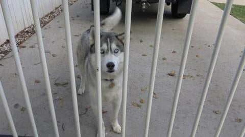 Husky Mack says good morning & Tikaani has little interes...