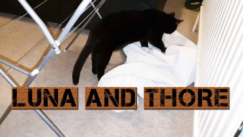 Luna And Thore Messing Up With My Towels