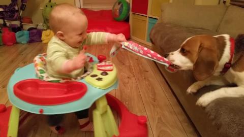Gentle Dog and Baby Playing Together tug-of-war