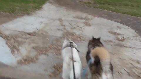 Spotted a Rabbit\Hare & Kookaburra but all Husky wants to...