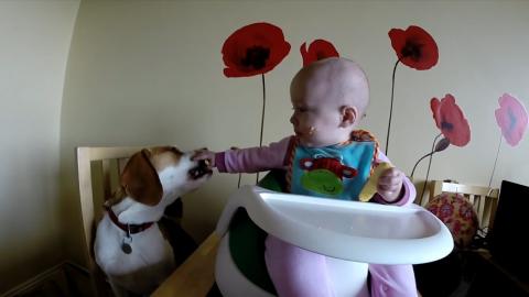 Baby Gets Angry When Dog Refuses Her Food