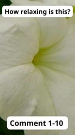 Find Your Calm: Discover How Relaxing This is! Volume 105...