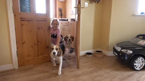 Cute Dogs Playing Hide and Seek Toy