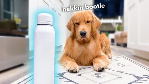 My Dog Does Weird Things | Part 2