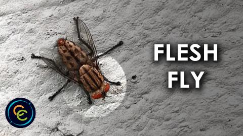Flesh Fly resting on the wall
