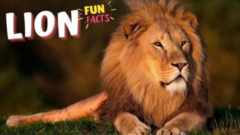 LION - Roaring Revelations: Interesting Fun Facts About L...