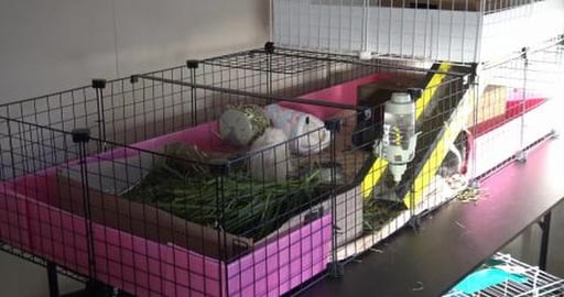 My Guinea Pigs are treated like princesses