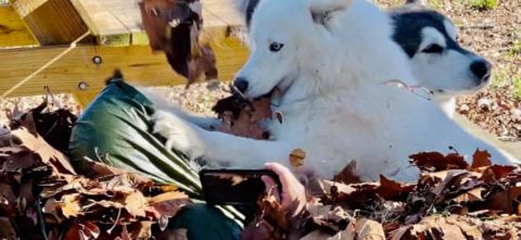 My Husky Smacks Me In The Face When She Finds Me Hiding U...